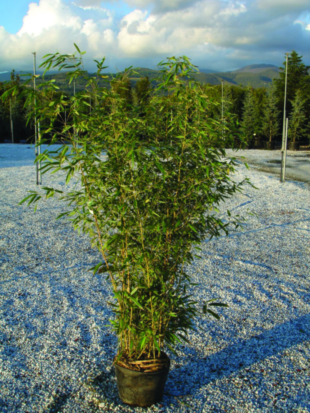 Bambou phyllostachys aurea aureocaulis