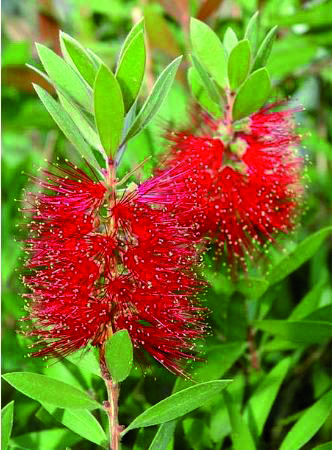 Callistemon laevis
