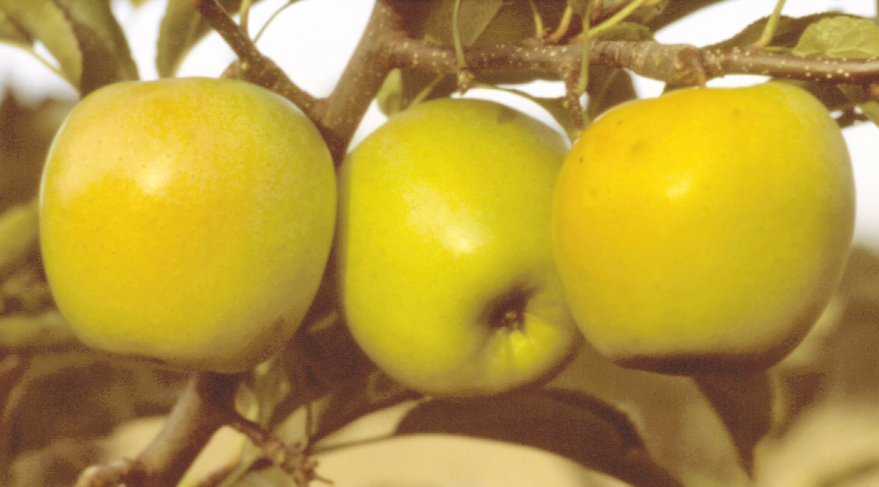 Pommier golden demi-tige