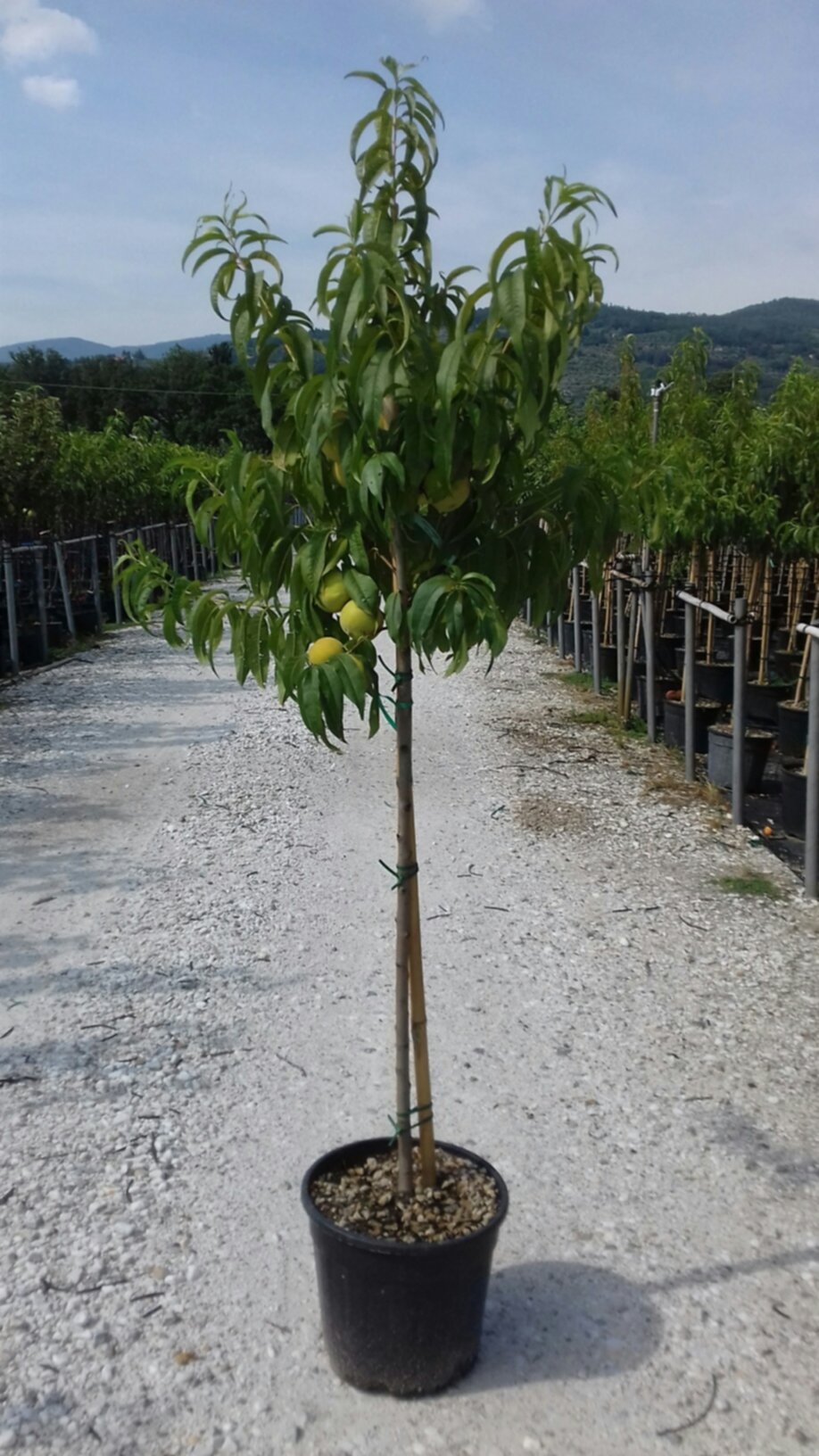 Nectarinier morton demi-tige