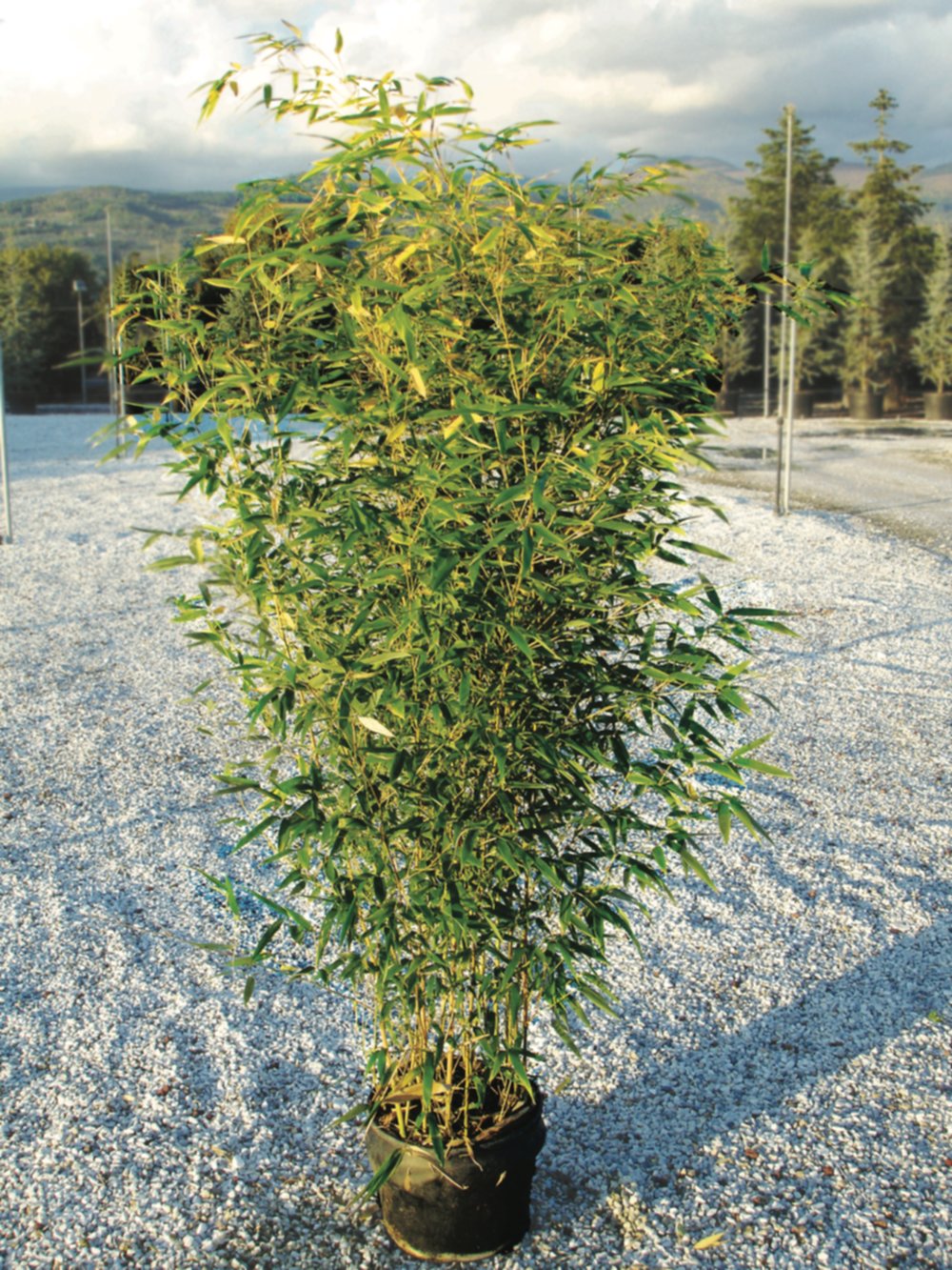 Bambou phyllostachys aureosulcata spectabilis 