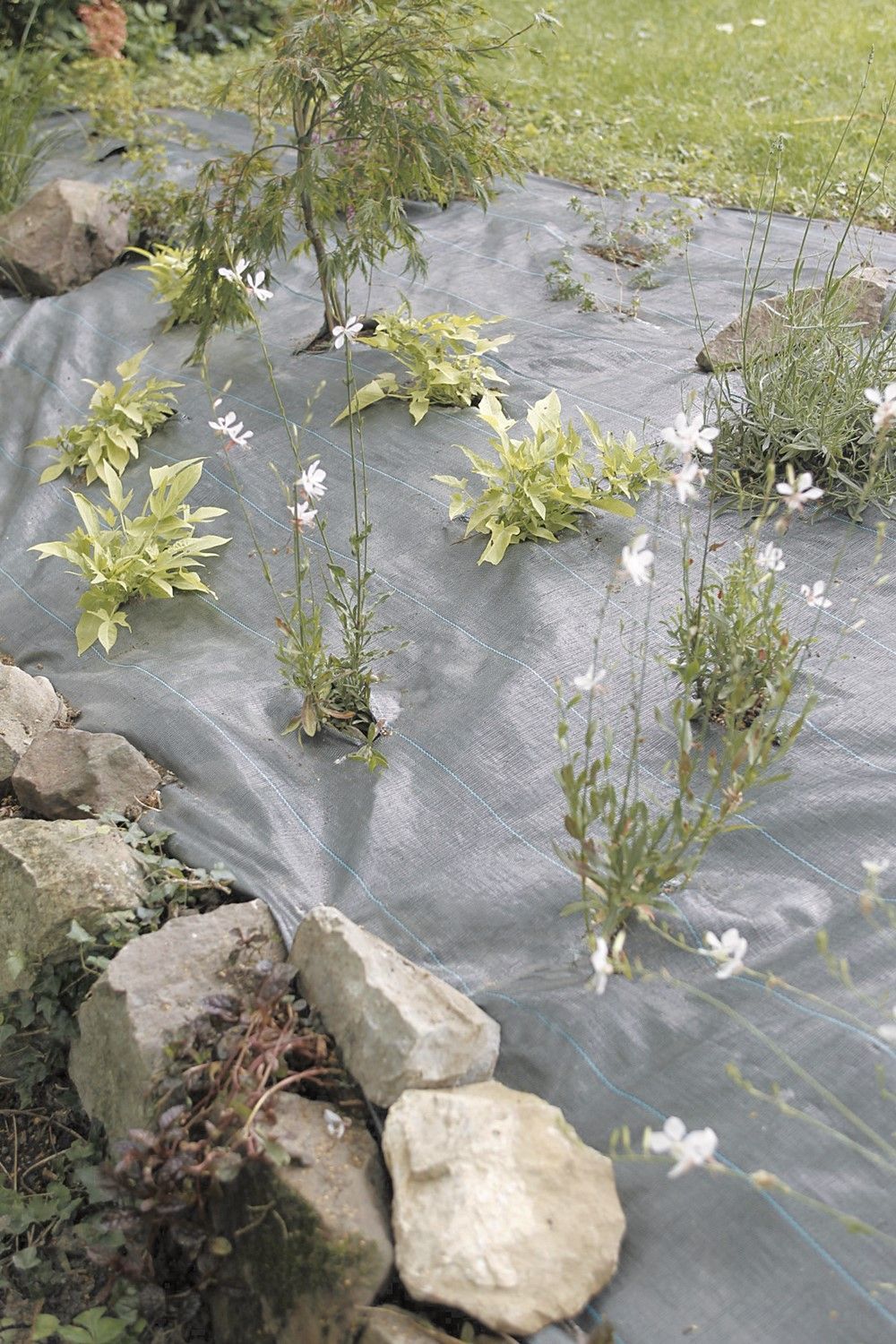 WEEDSOL Toile de paillage vert 2,10x25m