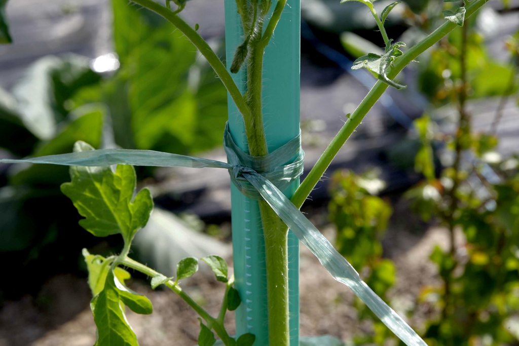 Raphia synthétique prédécoupé vert 200g