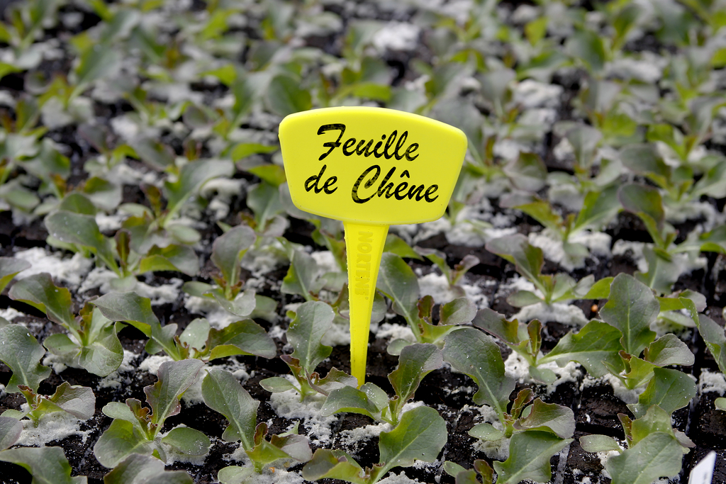 Étiquettes Label 15cm jaunes à planter x 10 - NORTENE