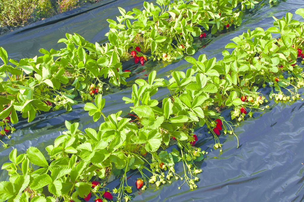 Film paillage fraise recyclé 1,4x10m