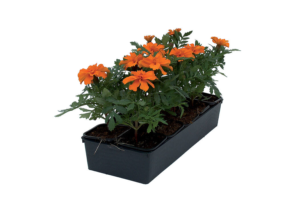 10 plantes œillet d'Inde