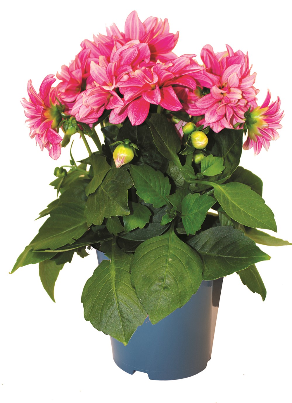 Pot Dahlias en variété ∅19cm