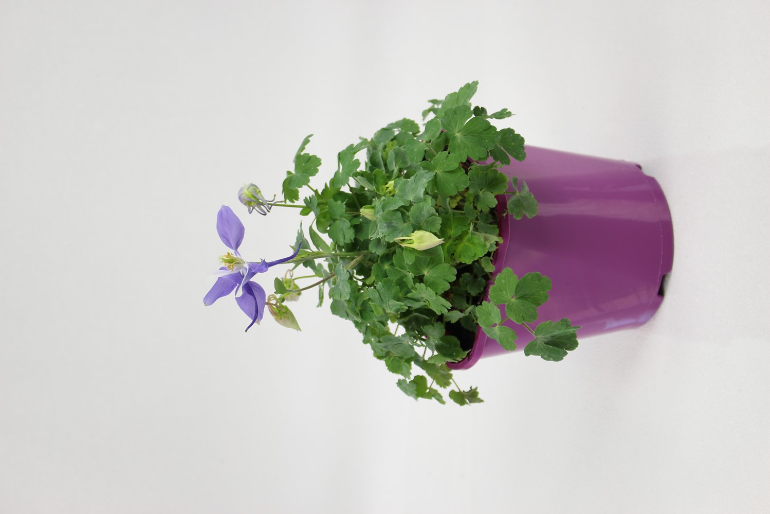 Pot Ancolie Fleurie ∅19cm