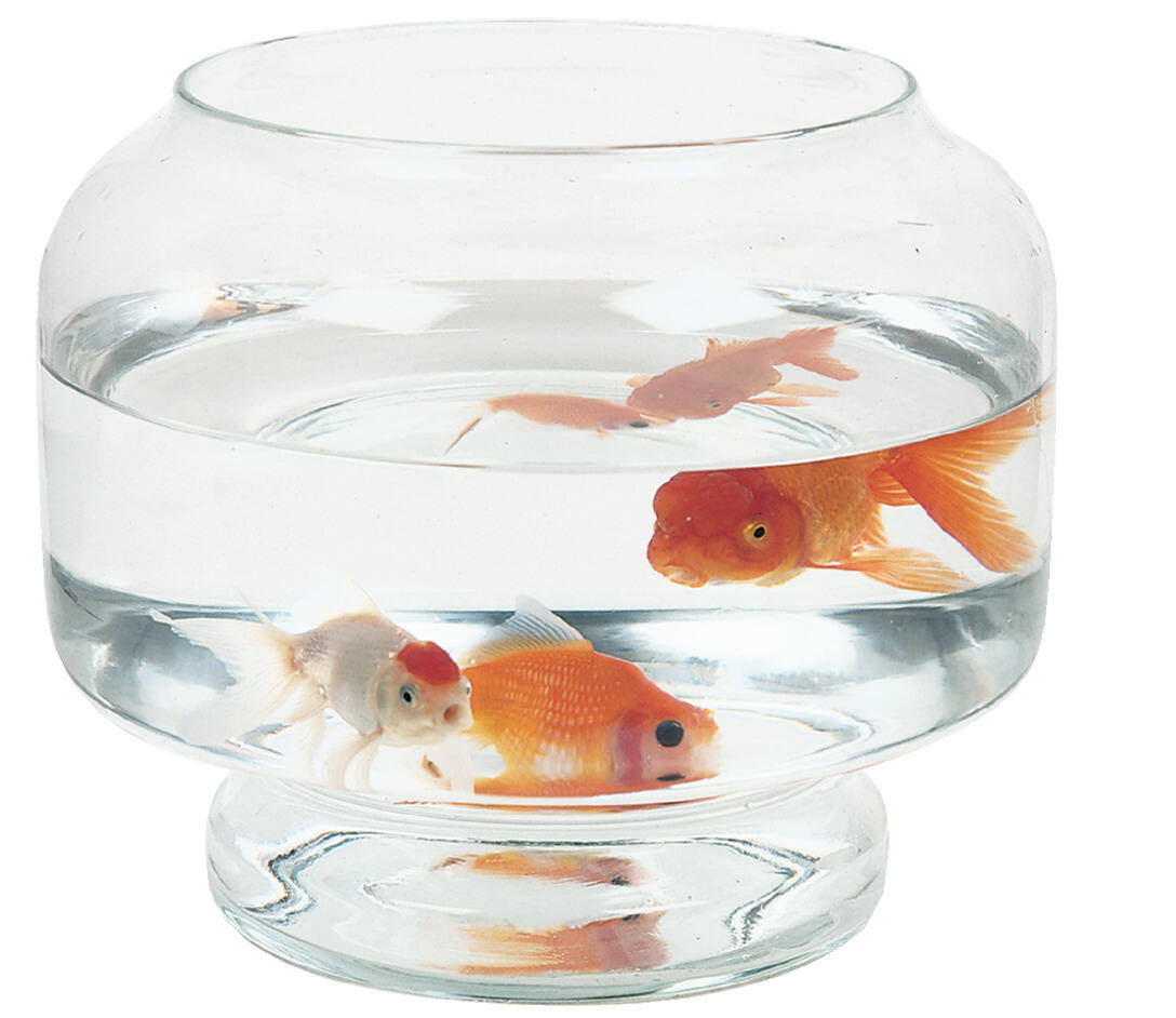 Aquarium Boule Neptune Ø25cm 5L - ZOLUX