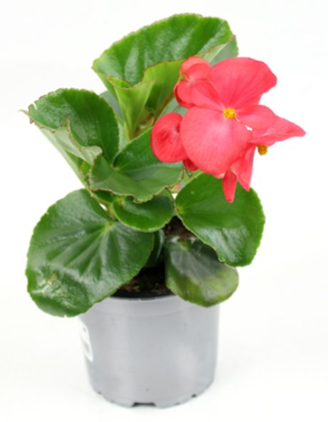 Pot Bégonia Collection ∅10,5cm
