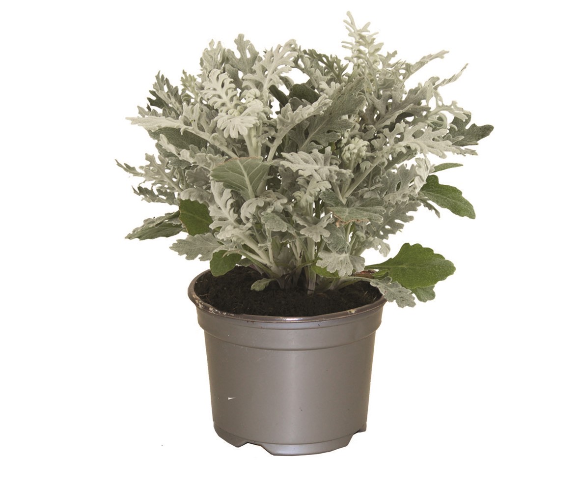 Pot Cineraire Maritime ∅10,5cm