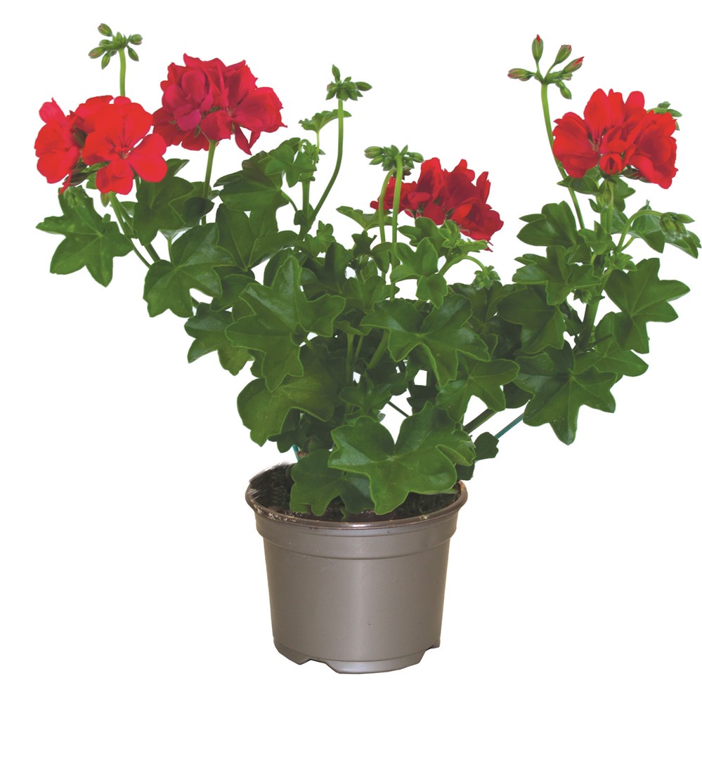 Pot GéraniumLierre Double ∅10,5cm