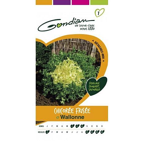 Graines Chicorée Frisée Wallonne - GONDIAN