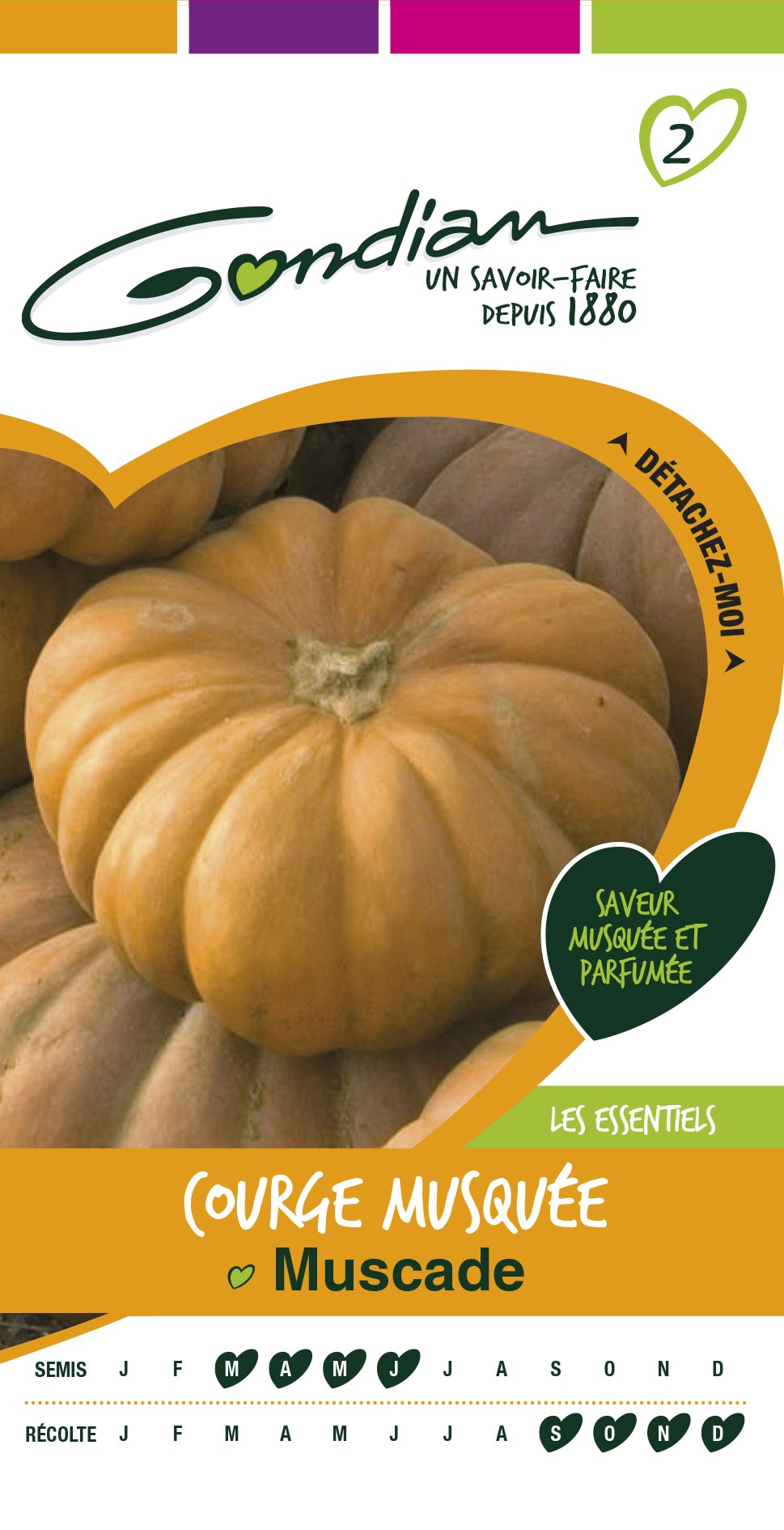 Graines Courge Musquée Muscade - GONDIAN