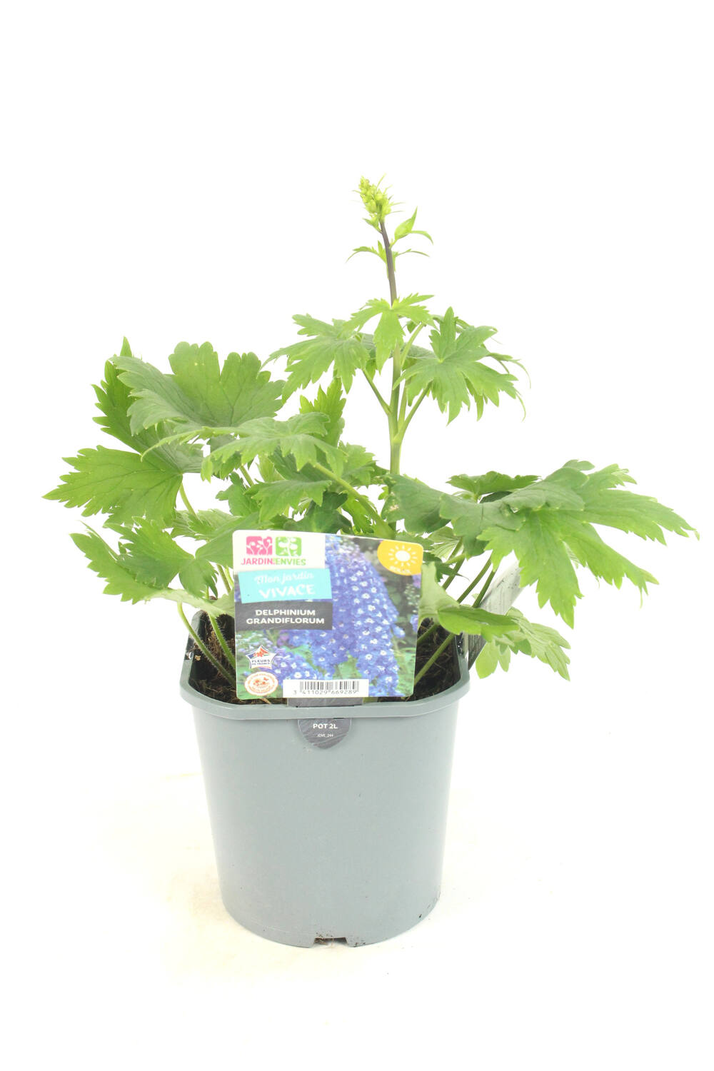 Pot Delphinium Hybride ∅19cm