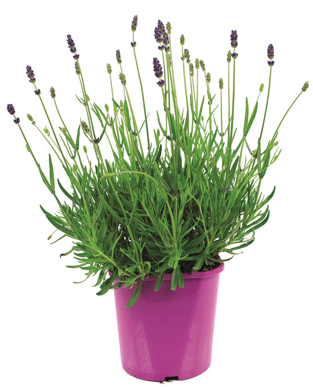 Pot Lavande Pot pot de 2 L