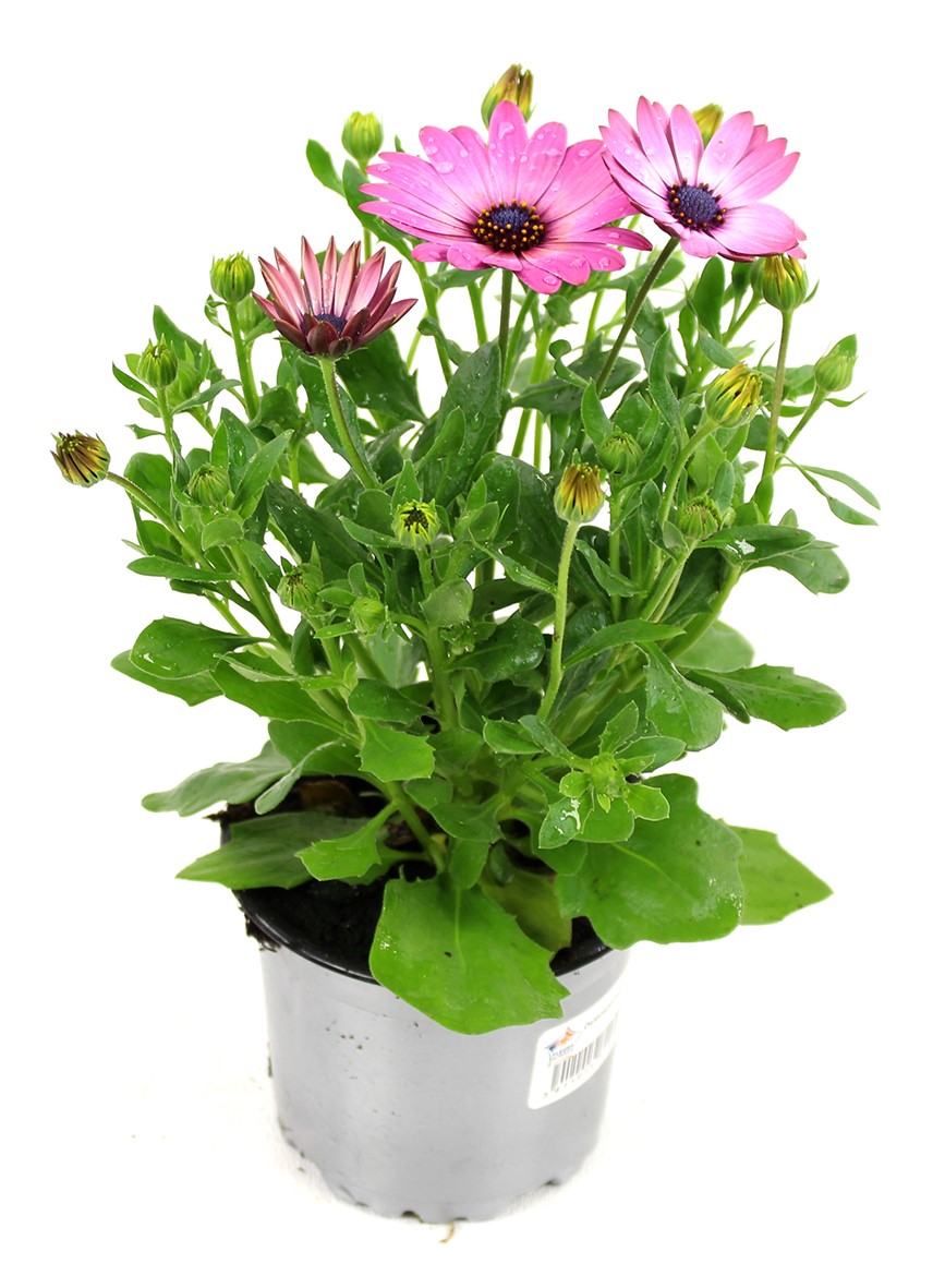 Pot Osteospermum ∅10,5cm