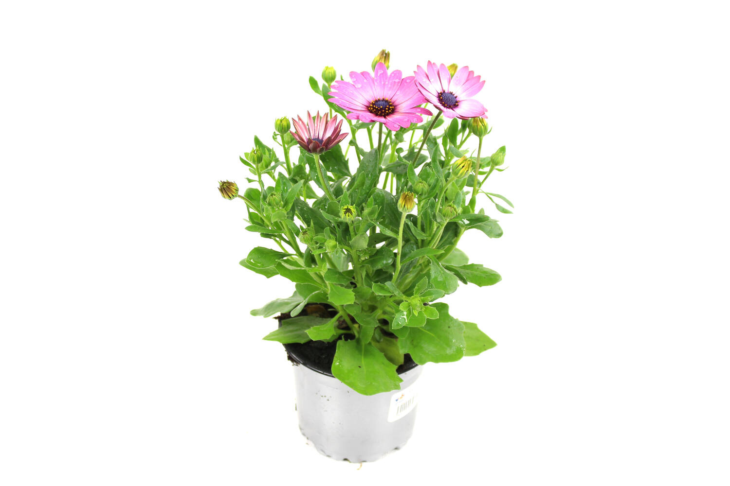 Pot Osteospermum ∅10,5cm