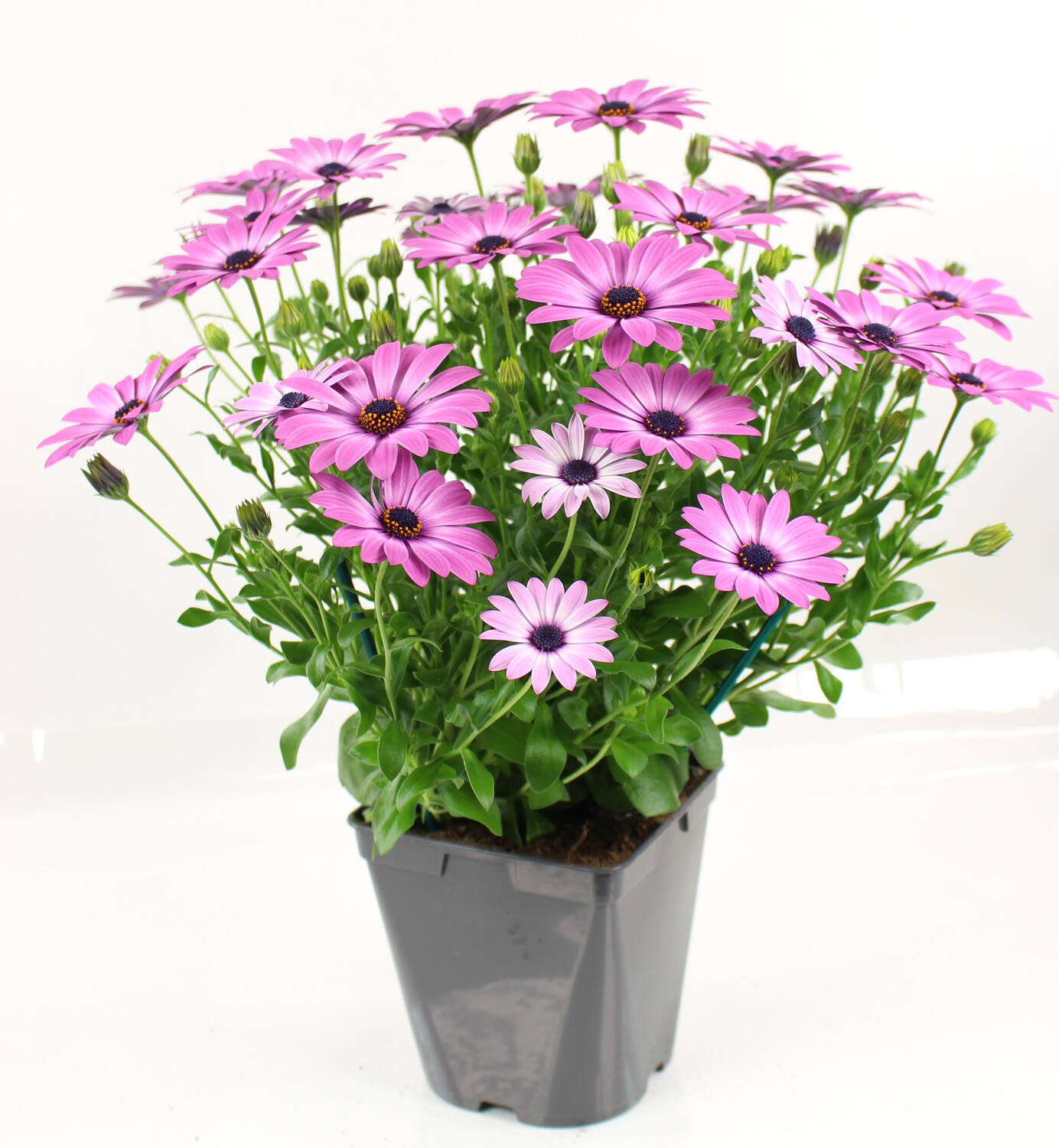 Pot Osteospermum ∅19cm