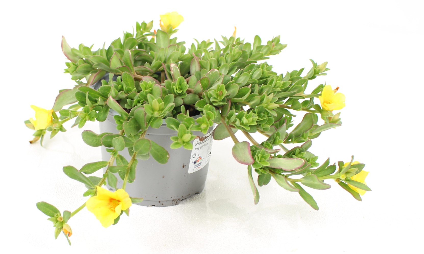 Pot Portulaca ∅10,5cm