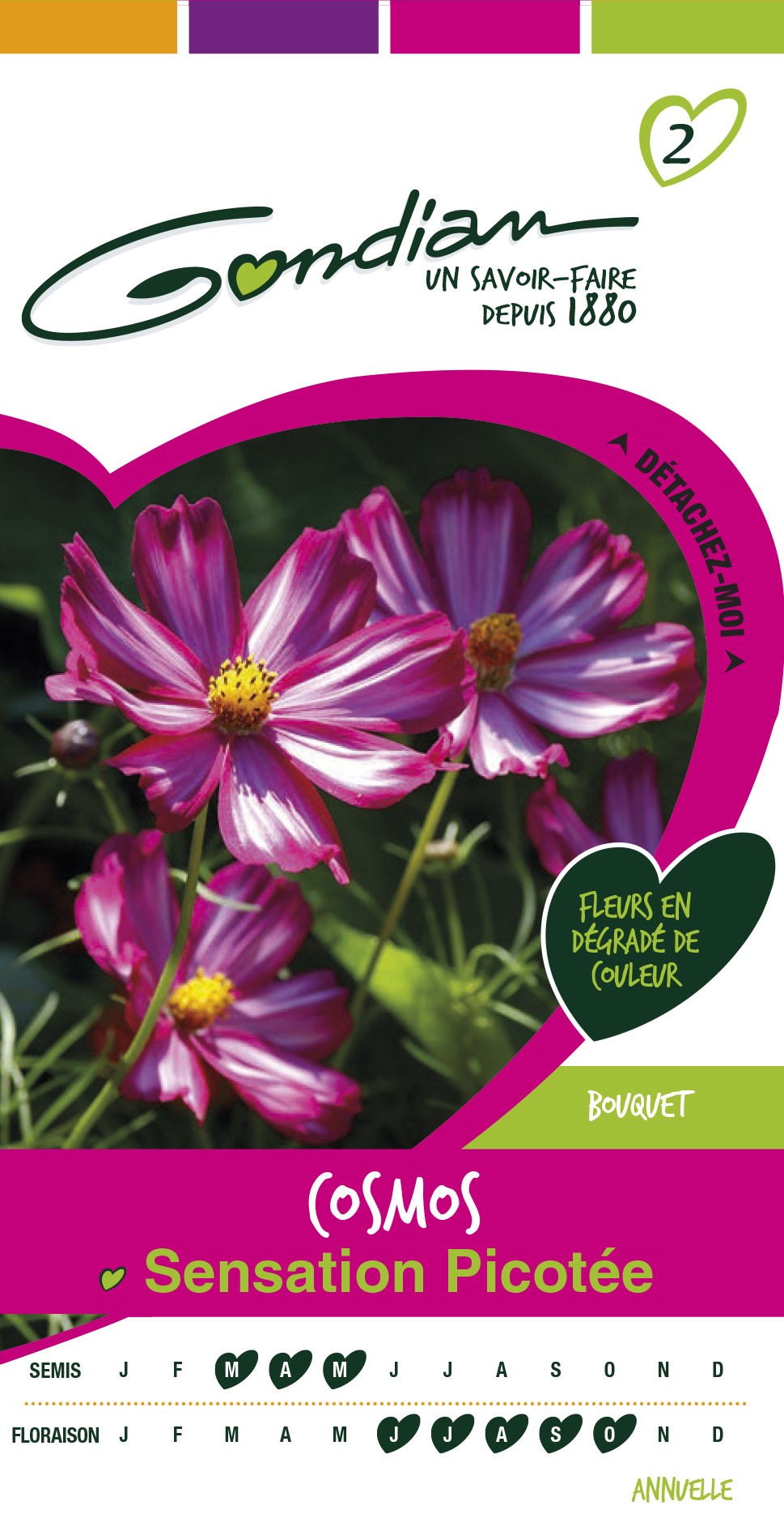 Graines Cosmos Sensation Picotee - GONDIAN