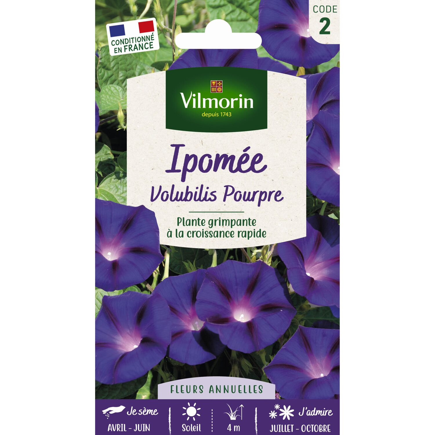 Graines Ipomée Volubilis Pourpre - VILMORIN