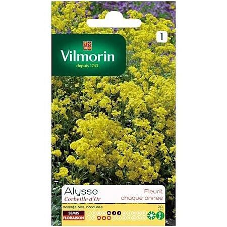 Graines Alysse Corbeille d'Or - VILMORIN