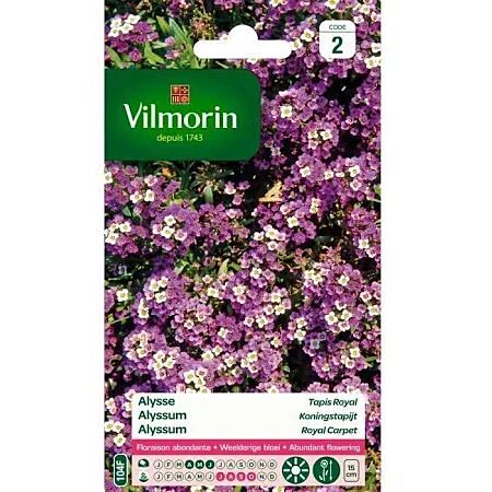 Graines Alysse Tapis Royal - VILMORIN