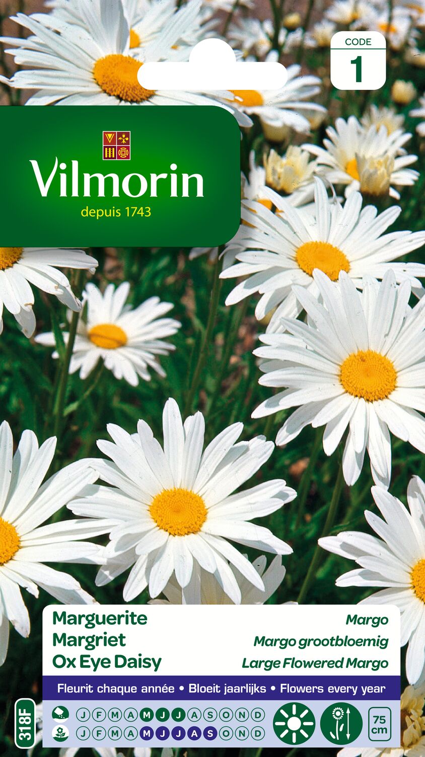 Graines Marguerite Margo - VILMORIN