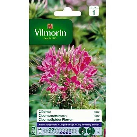 Graines Cléome Rose - VILMORIN
