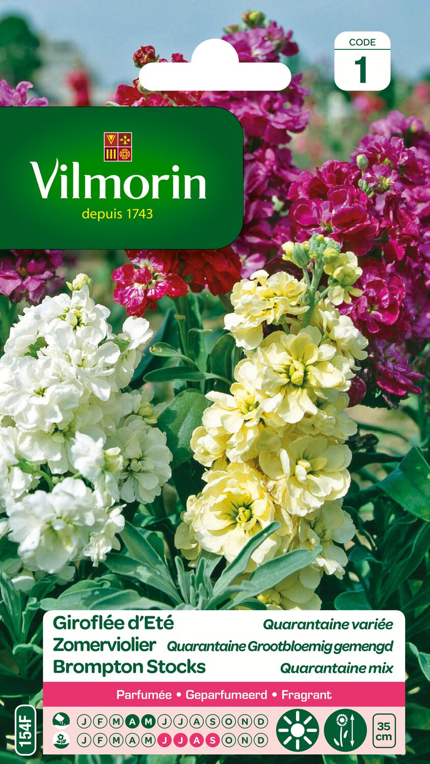 Graines Giroflée d'Eté Quarantaine Variée - VILMORIN