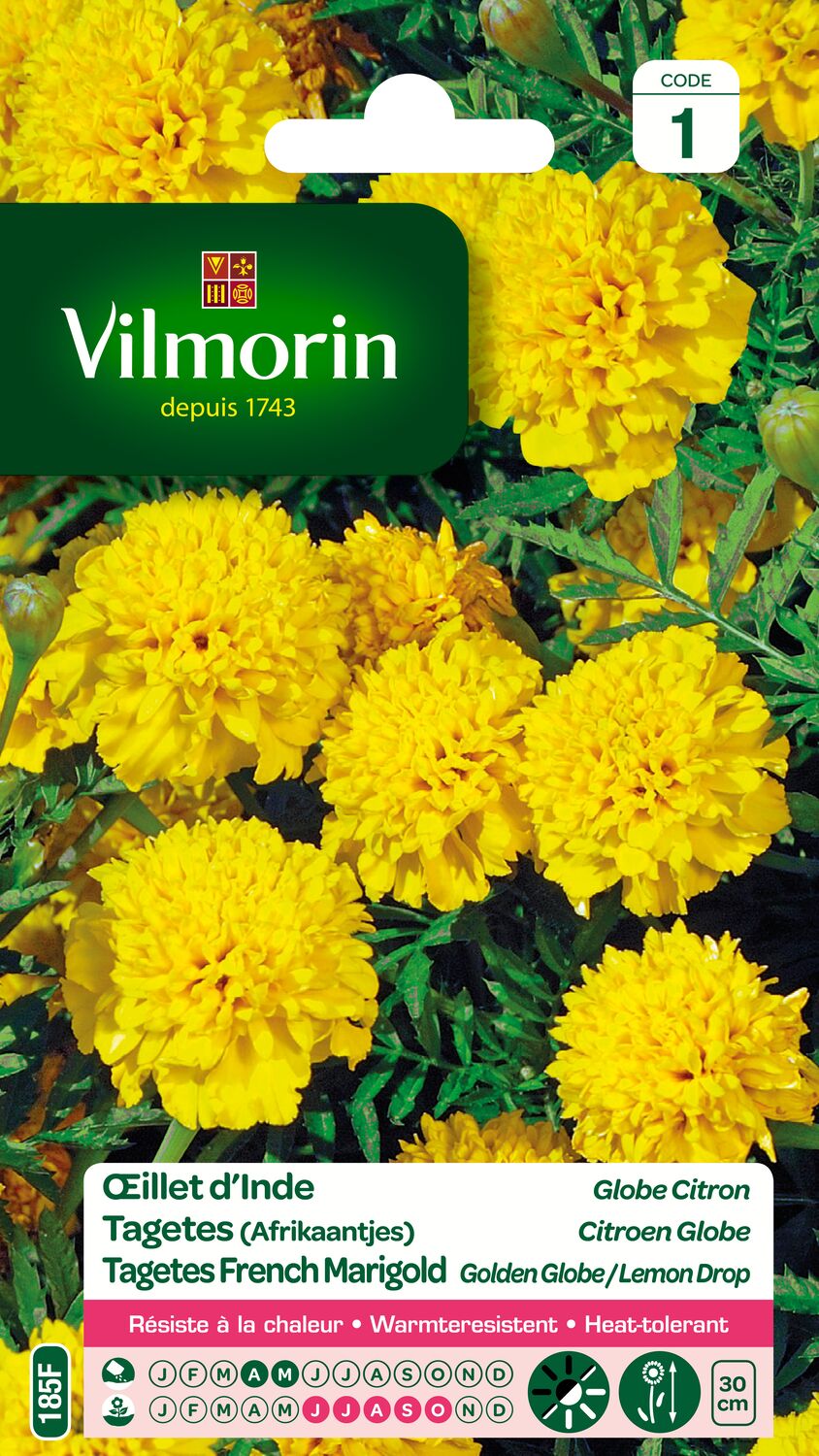 Graines Œillet d'Inde Globe Citron - VILMORIN