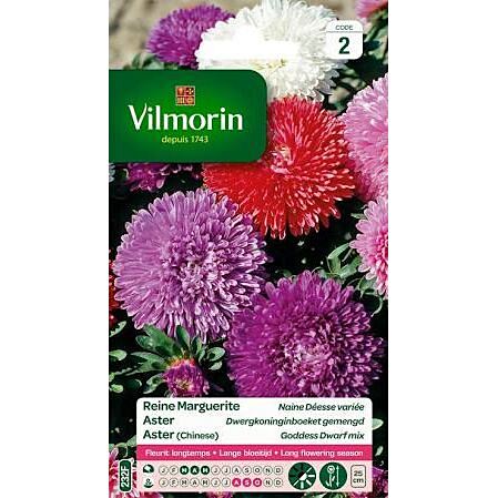 Graines Reine Marguerite Naine Déesse Variée - VILMORIN