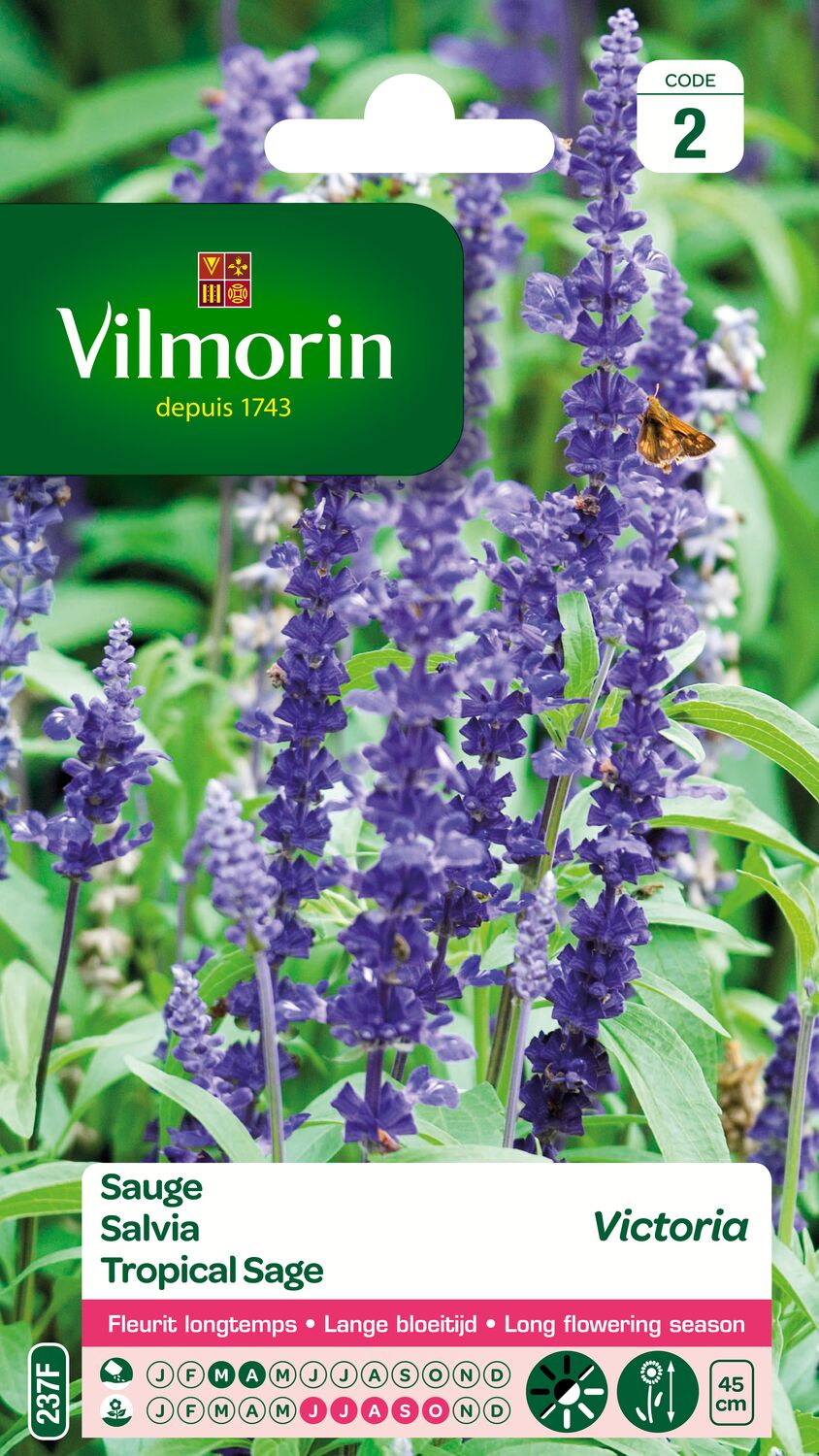 Graines Sauge Victoria - VILMORIN