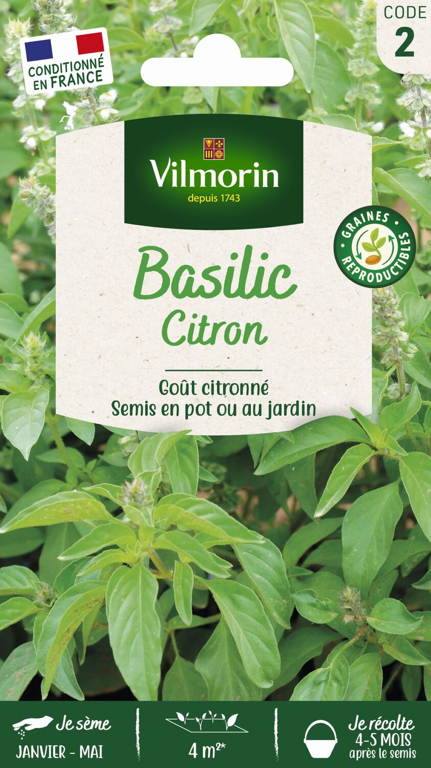 Basilic citron série 2 - VILMORIN