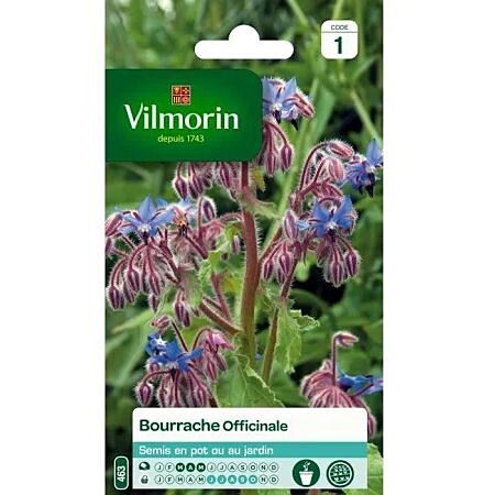 Graines Bourrache Officinale - VILMORIN