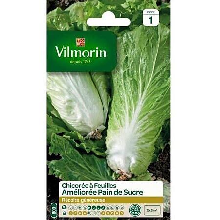 Graines Chicorée à Feuilles Améliorée Pain de Sucre - VILMORIN
