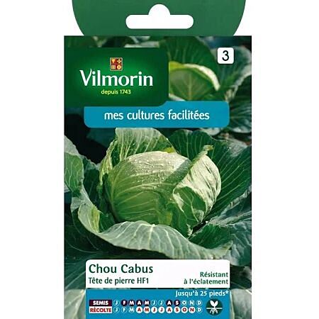 Graines Chou Blanc Tête de Pierre HF1 - VILMORIN