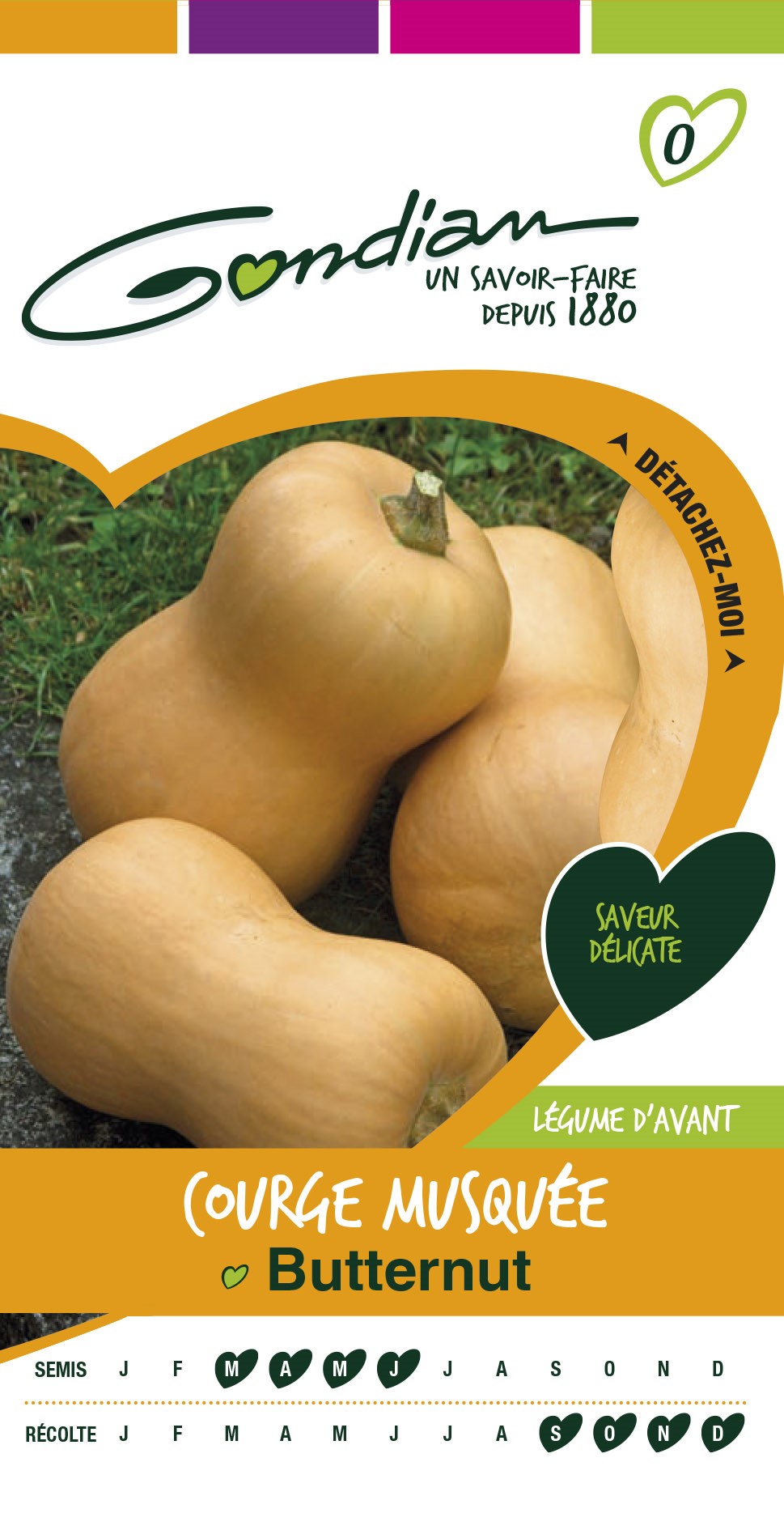 Graines Courge Musquée Butternut - GONDIAN