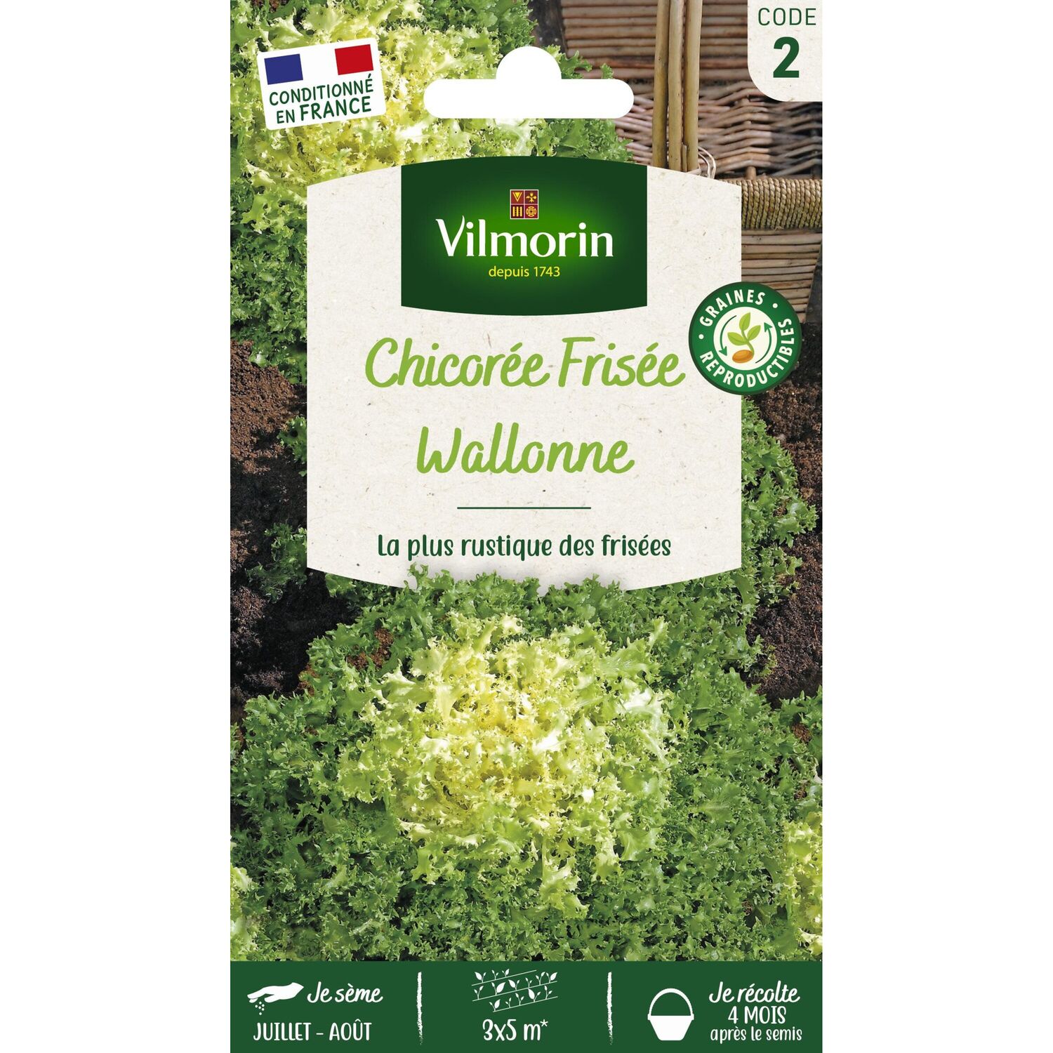 Graines Chicorée Frisée Wallonne Race Lorca - VILMORIN