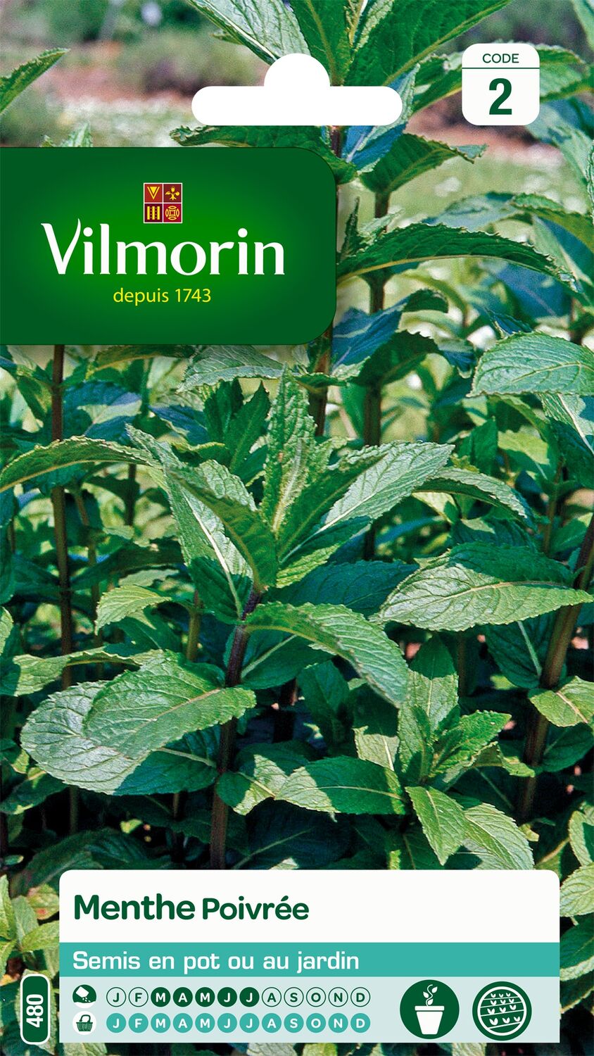 Graines Menthe Poivrée - VILMORIN