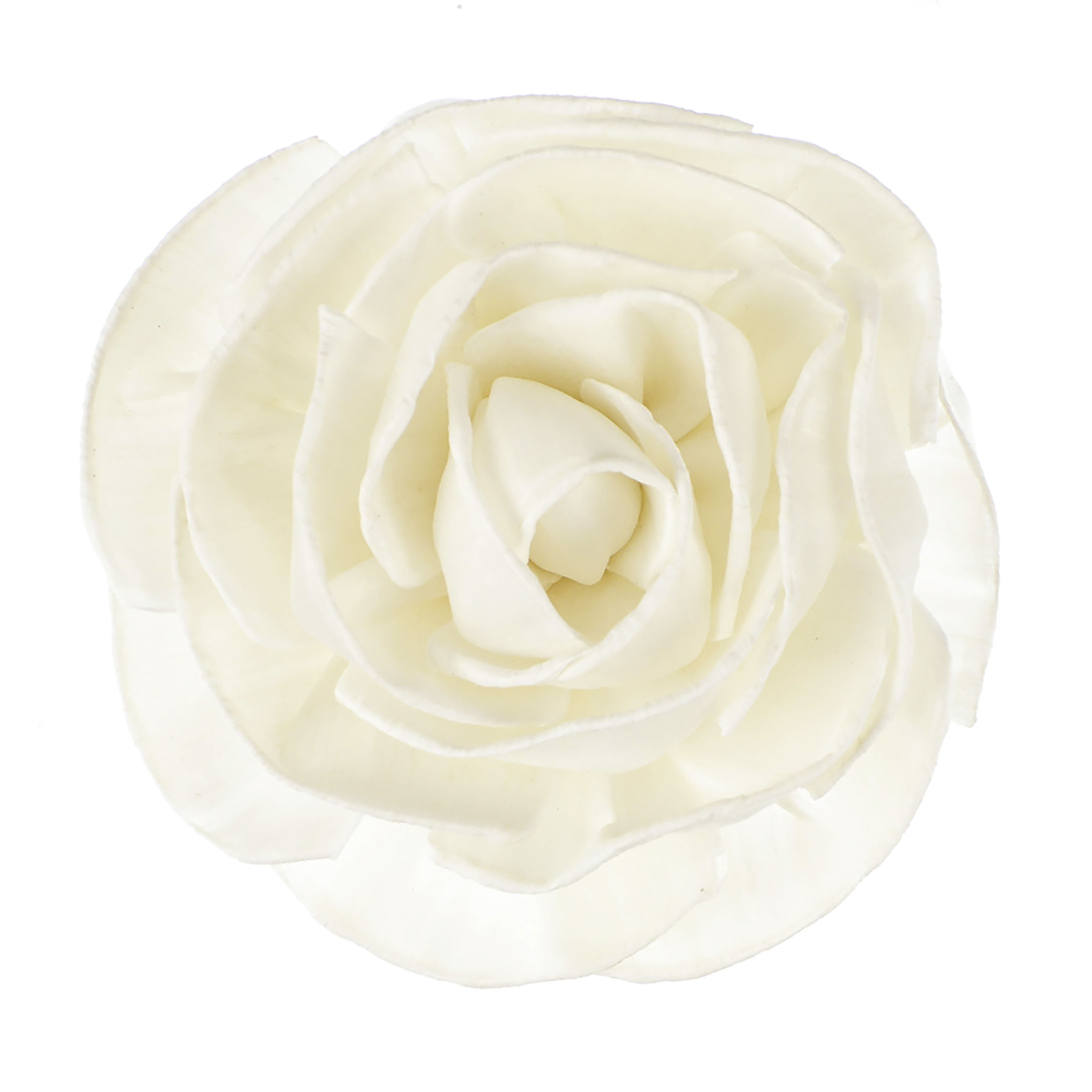 Fleur de goatier grande rosea