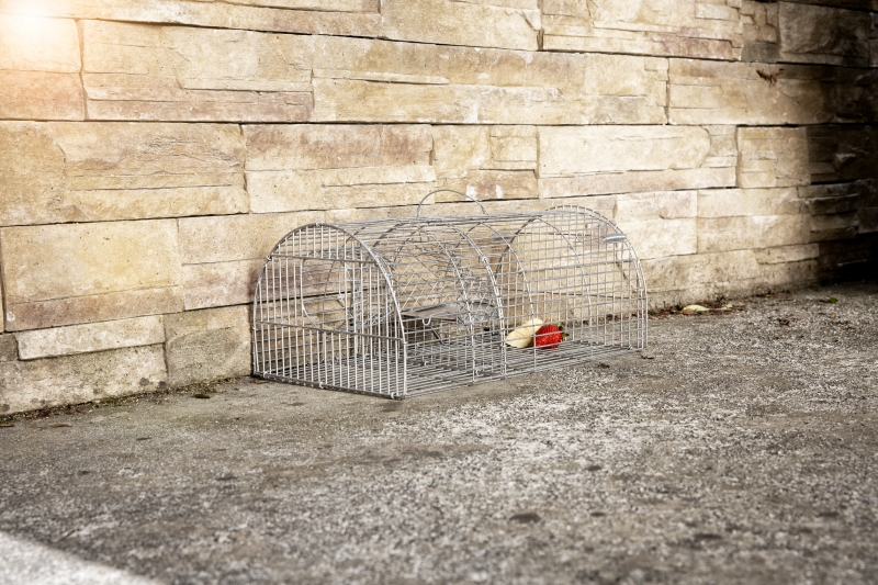 Nasse à rats multiprises