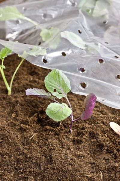 Film de forçage 1,5x10m 20µ