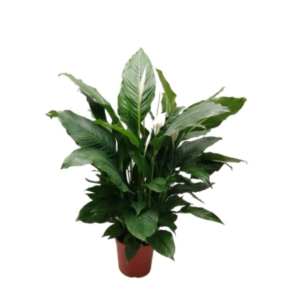 Indoor Small Cobra - VANERON