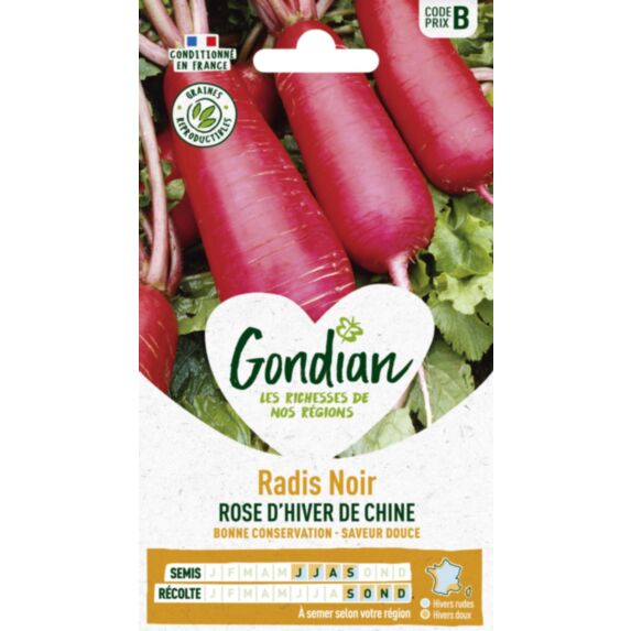Radis Rose d'Hiver de Chine - GONDIAN