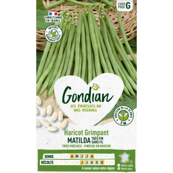 Haricot Matilda - GONDIAN