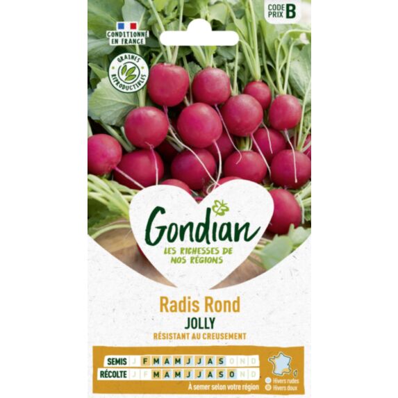 Radis Jolly - GONDIAN