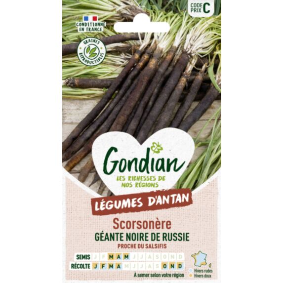 Scorsonère Géante Noire de Russie - GONDIAN