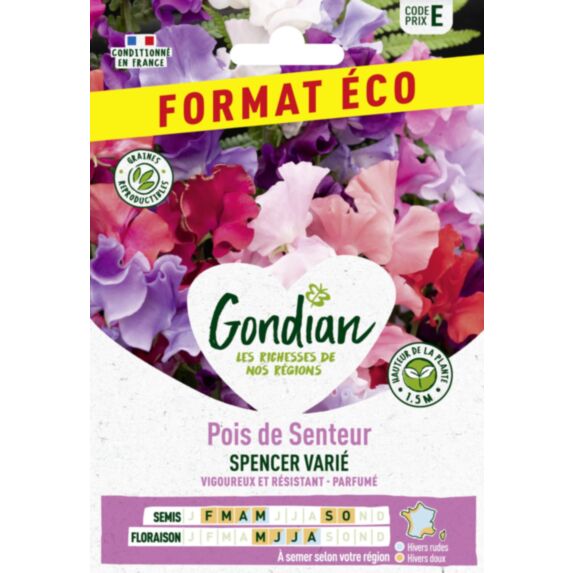 Pois de senteur Spencer varié 1,5m multicolore - GRAINES GONDIAN